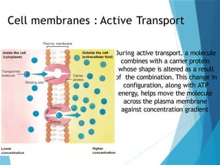 Cell membranes : Active Transport
During active transport, a molecule
combines with a carrier protein
whose shape is altered as a result
of the combination. This change in
configuration, along with ATP
energy, helps move the molecule
across the plasma membrane
against concentration gradient.
 