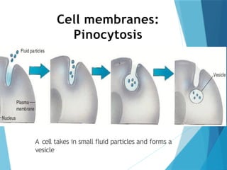 Cell membranes:
Pinocytosis
A cell takes in small fluid particles and forms a
vesicle
 