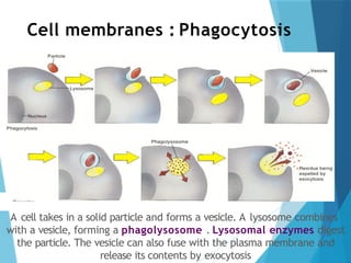 Cell membranes : Phagocytosis
A cell takes in a solid particle and forms a vesicle. A lysosome combines
with a vesicle, forming a phagolysosome . Lysosomal enzymes digest
the particle. The vesicle can also fuse with the plasma membrane and
release its contents by exocytosis
 