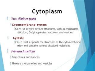 Cytoplasm
 Two distinct parts
Cytomembrane system
Consist of well-defined structures, such as endoplasmic
reticulum, Golgi apparatus, vacuoles, and vesicles
 Cytosol
 Fluid that suspends the structures of the cytomembrane
system and contains various dissolved molecules
 Primary functions
Dissolves substances
 Houses organelles and vesicles
 