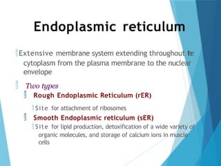 Endoplasmic reticulum
Extensive membrane system extending throughout t
h
e
cytoplasm from the plasma membrane to the nuclear
envelope
 Two types
 Rough Endoplasmic Reticulum (rER)
 Site for attachment of ribosomes
 Smooth Endoplasmic reticulum (sER)
 Site for lipid production, detoxification of a wide variety of
organic molecules, and storage of calcium ions in muscle
cells
 
