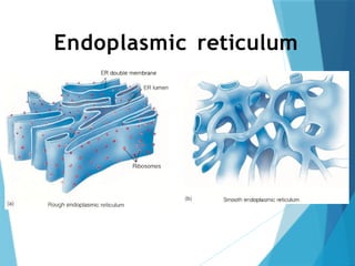 Endoplasmic reticulum
 