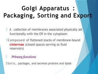 Golgi Apparatus :
Packaging, Sorting and Export
 A collection of membranes associated physically a
n
d
functionally with the ER in the cytoplasm
Composed of flattened stacks of membrane-bound
cisternae (closed spaces serving as fluid
reservoirs)
 Primary functions
Sorts, packages, and secretes proteins and lipids
 
