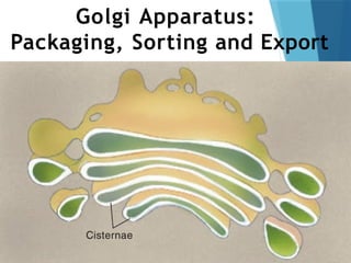 Golgi Apparatus:
Packaging, Sorting and Export
 