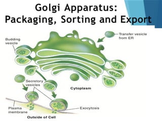 Golgi Apparatus:
Packaging, Sorting and Export
 