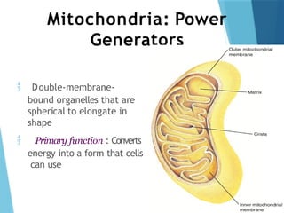 Mitochondria: Power
Generators
 Double-membrane-
bound organelles that are
spherical to elongate in
shape
 Primary function : Converts
energy into a form that cells
can use
 