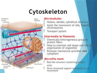 Cytoskeleton



Microtubules
 Hollow, slender, cylindrical structure
 Assist the movement of cilia, flagella and
chromosomes
 Transport system
Intermedia te filaments
 Chemically heterogeneous group o
f
protein fibers
 Help to maintain cell shape and the spatial
organization of organelles
 Promote mechanical activities within
cytoplasm
Microfila ment
 Rod-like structure containing protein
actin
 Gives structural support and assists in cell
movement
 