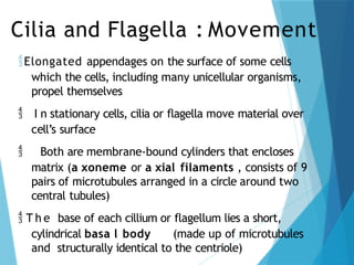 Cilia and Flagella : Movement
Elongated appendages on the surface of some cells
which the cells, including many unicellular organisms,
propel themselves
 I n stationary cells, cilia or flagella move material over
cell’s surface
 Both are membrane-bound cylinders that encloses
matrix (a xoneme or a xial filaments , consists of 9
pairs of microtubules arranged in a circle around two
central tubules)
 T h e base of each cillium or flagellum lies a short,
cylindrical basa l body (made up of microtubules
and structurally identical to the centriole)
 
