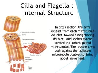 Cilia and Flagella :
Internal Structure
In cross section, the arms
extend from each microtubule
doublet toward a neighboring
doublet, and spokes extend
toward the central paired
microtubules. The dynein arms
push against the adjacent
microtubule doublet to bring
about movement.
 