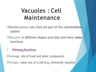 Vacuoles : Cell
Maintenance
Membranous sacs that are part of the cytomembrane
system
 Occurs in different shapes and sizes and have various
functions
 Primary functions
Storage site of food and other compounds
 Pumps water out of a cell (e.g. contractile vacuole)
 
