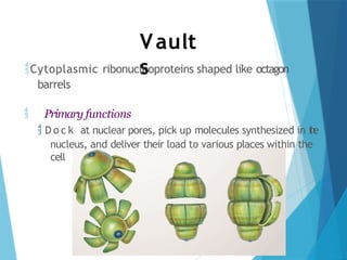 Vault
s
Cytoplasmic ribonucleoproteins shaped like octagon
barrels
 Primary functions
 D o c k at nuclear pores, pick up molecules synthesized in t
h
e
nucleus, and deliver their load to various places within the
cell
 