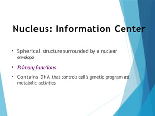 Nucleus: Information Center
• Spherical structure surrounded by a nuclear
envelope
• Primary functions
• Contains DNA that controls cell’s genetic program a
n
d
metabolic activities
 