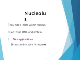 Nucleolu
s
 Rounded mass within nucleus
Contains RNA and protein
 Primary functions
Preassembly point for ribosomes
 