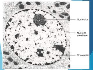 Cell Structure and Cellular Components.pptx