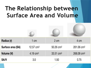 The Relationship between
Surface Area and Volume
 