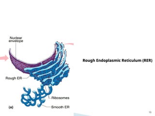 Rough Reticulum Rer cell structure and function,composition .ppt