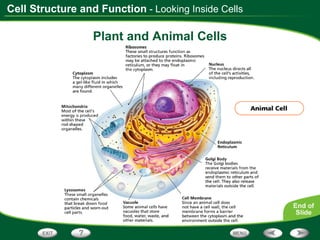 Plant and Animal Cells - Looking Inside Cells 