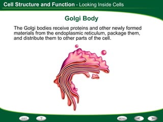 Golgi Body The Golgi bodies receive proteins and other newly formed materials from the endoplasmic reticulum, package them, and distribute them to other parts of the cell. - Looking Inside Cells 