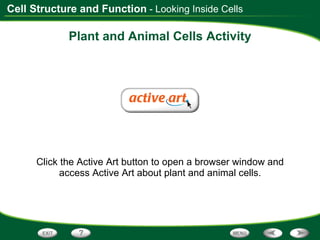 Plant and Animal Cells Activity Click the Active Art button to open a browser window and access Active Art about plant and animal cells. - Looking Inside Cells 