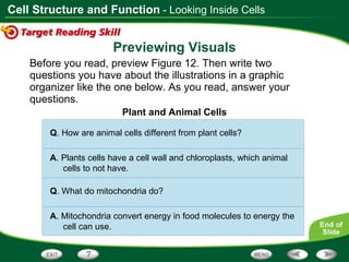 Before you read, preview Figure 12. Then write two questions you have about the illustrations in a graphic organizer like the one below. As you read, answer your questions. Previewing Visuals Q . How are animal cells different from plant cells? A . Plants cells have a cell wall and chloroplasts, which animal cells to not have. Q . What do mitochondria do? A . Mitochondria convert energy in food molecules to energy the cell can use. Plant and Animal Cells - Looking Inside Cells 