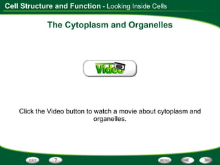 The Cytoplasm and Organelles Click the Video button to watch a movie about cytoplasm and organelles. - Looking Inside Cells 