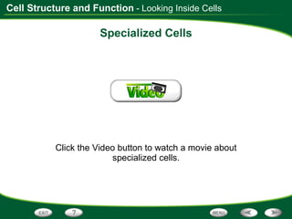 Specialized Cells Click the Video button to watch a movie about specialized cells. - Looking Inside Cells 