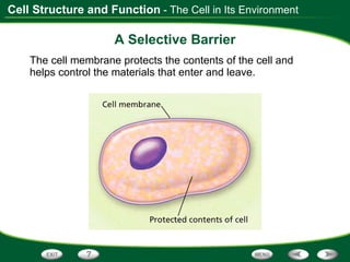 A Selective Barrier The cell membrane protects the contents of the cell and helps control the materials that enter and leave. - The Cell in Its Environment 