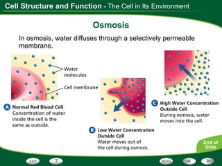 Osmosis In osmosis, water diffuses through a selectively permeable membrane. - The Cell in Its Environment 