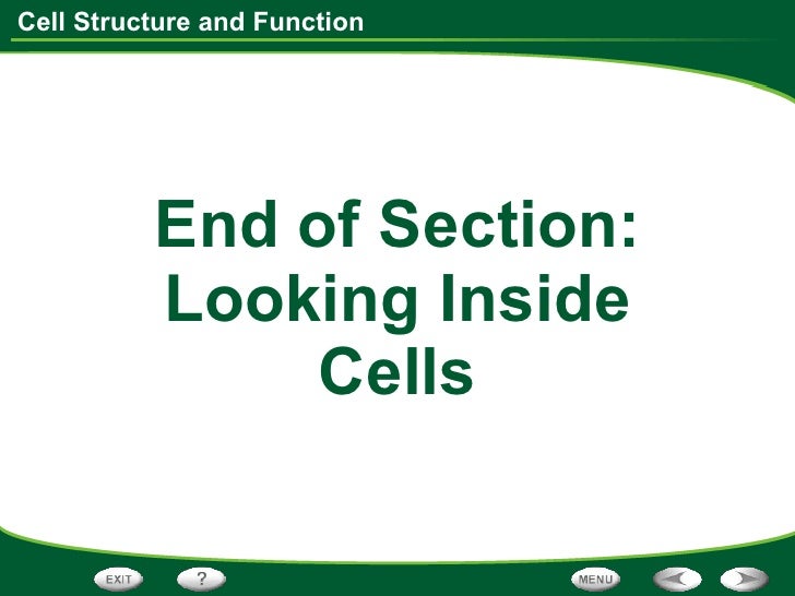 Looking Inside Cells Worksheet Answer Key - Worksheet List