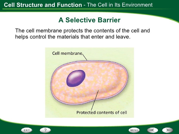 Cell Structure And Function