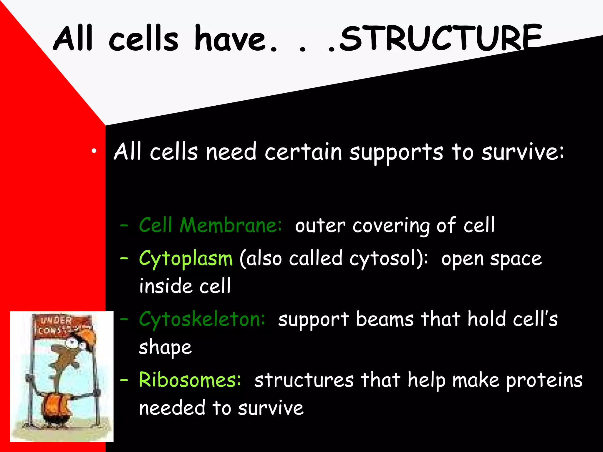 All cells have. . .STRUCTURE All cells need certain supports to survive: Cell Membrane:   outer covering of cell Cytoplasm  (also called cytosol):  open space inside cell Cytoskeleton:   support beams that hold cell’s shape Ribosomes:   structures that help make proteins needed to survive 