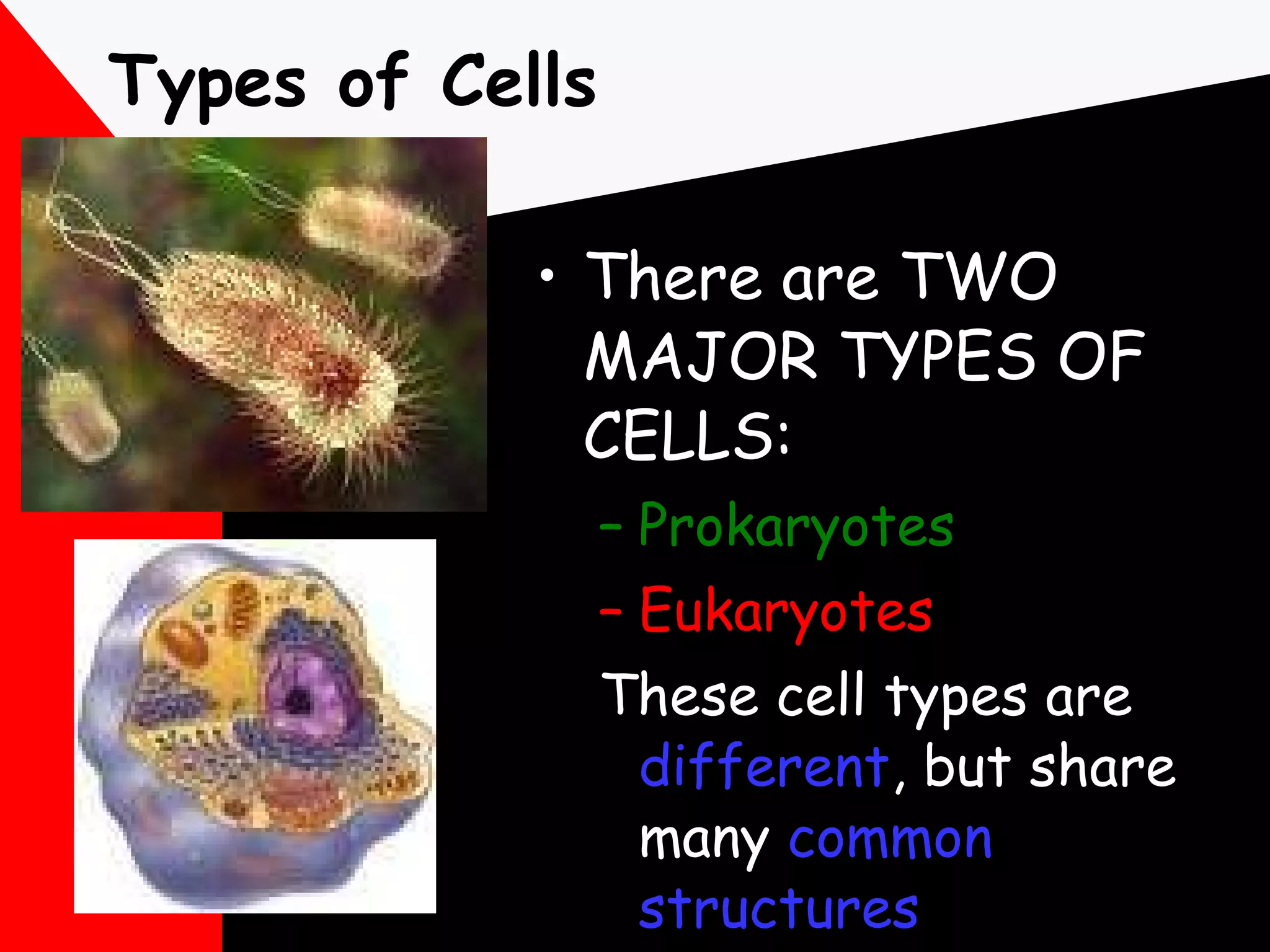 Types of Cells There are TWO MAJOR TYPES OF CELLS:  Prokaryotes Eukaryotes These cell types are  different , but share many  common   structures 