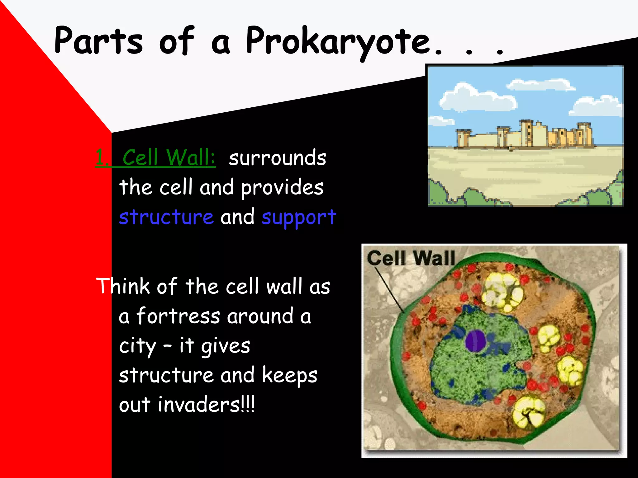 Parts of a Prokaryote. . . 1.  Cell Wall:   surrounds the cell and provides  structure  and  support Think of the cell wall as a fortress around a city – it gives structure and keeps out invaders!!! 