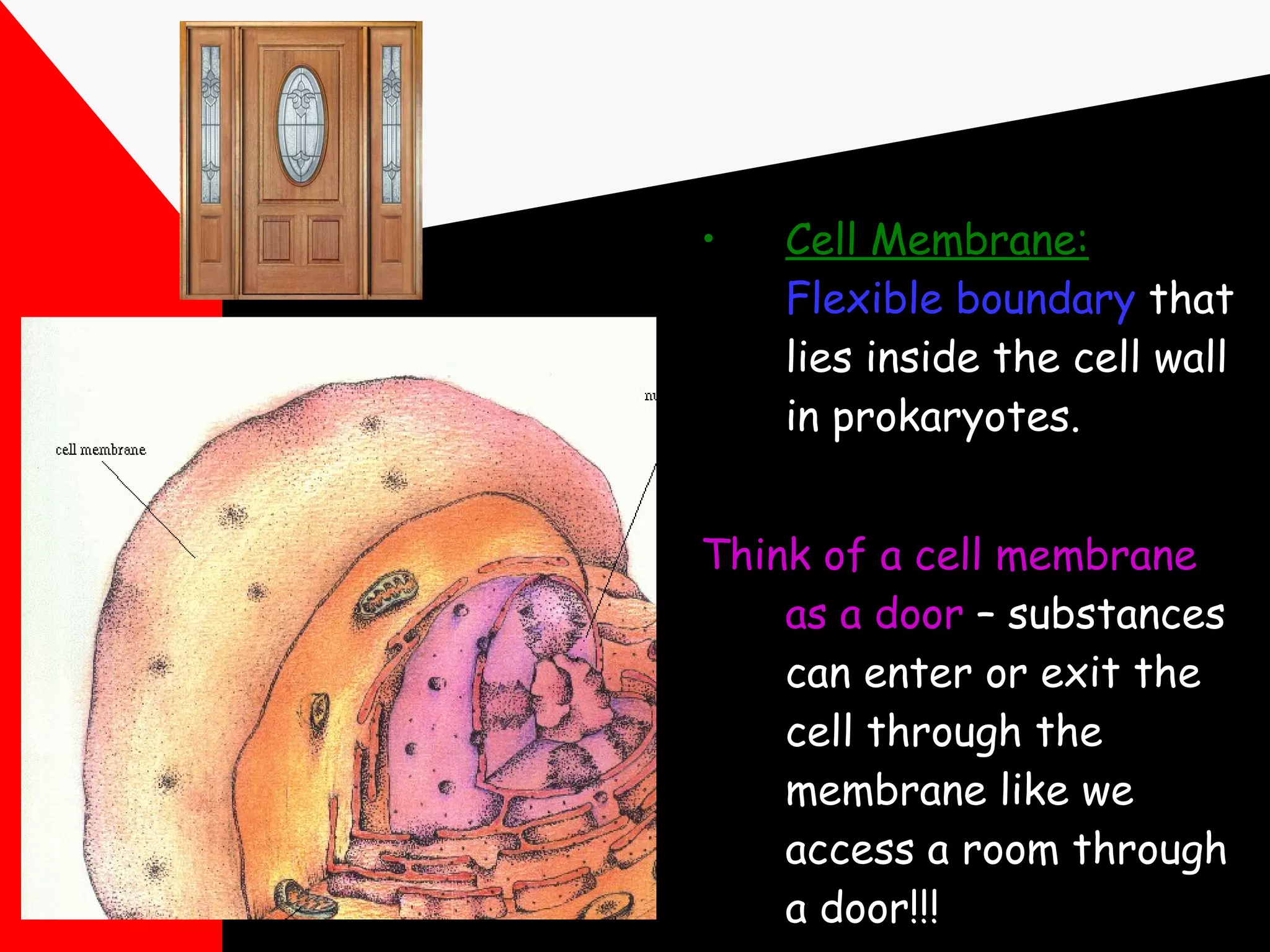 Cell Membrane:   Flexible   boundary  that lies inside the cell wall in prokaryotes. Think of a cell membrane as a door  – substances can enter or exit the cell through the membrane like we access a room through a door!!! 