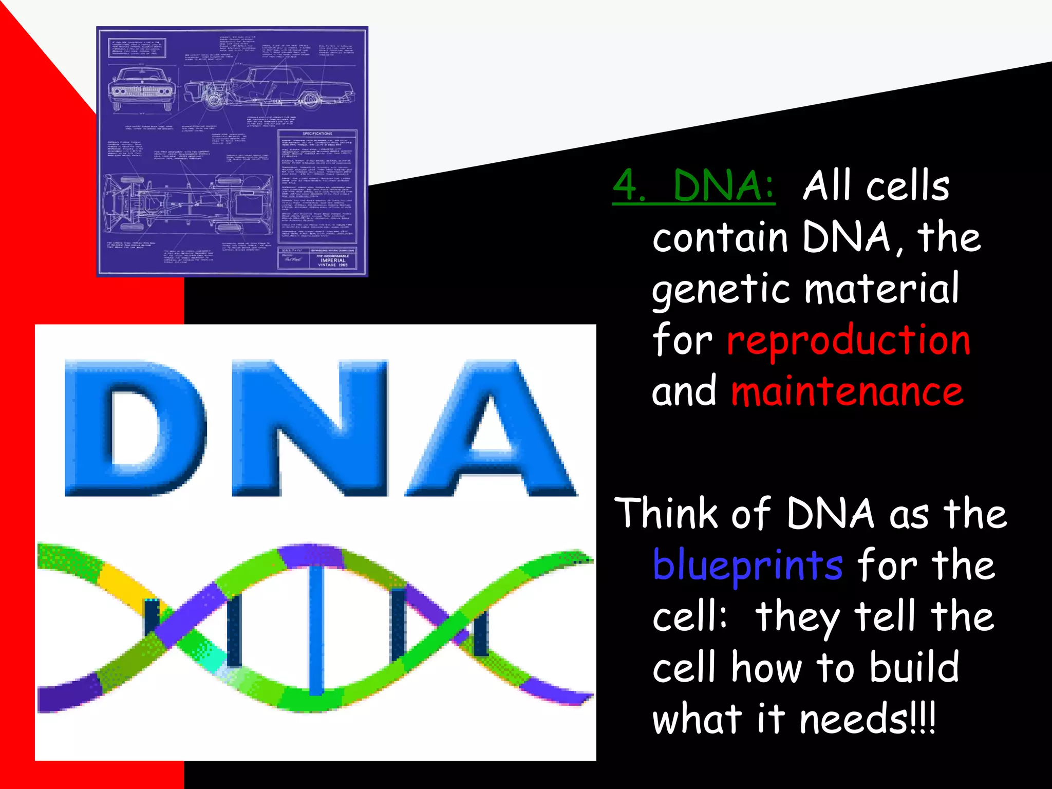 4.  DNA:   All cells contain DNA, the genetic material for  reproduction  and  maintenance Think of DNA as the  blueprints  for the cell:  they tell the cell how to build what it needs!!! 
