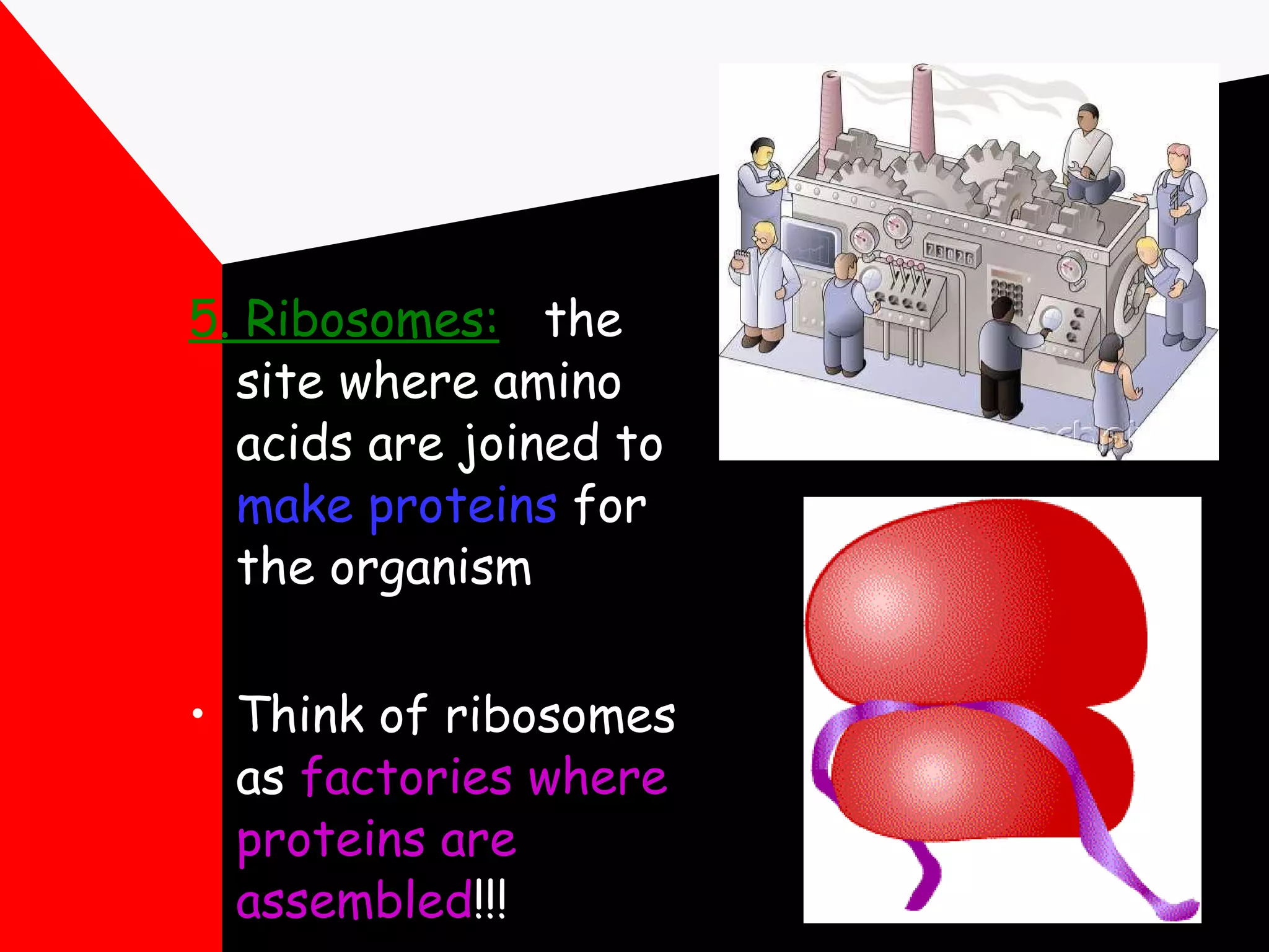 5. Ribosomes:   the site where amino acids are joined to  make proteins  for the organism Think of ribosomes as  factories where proteins are assembled !!! 