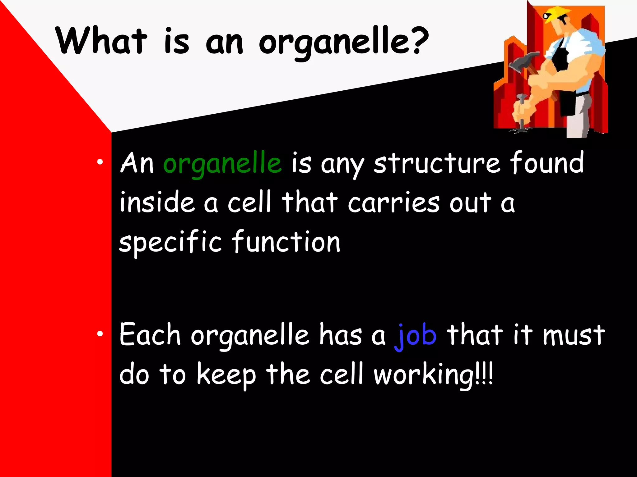What is an organelle? An  organelle  is any structure found inside a cell that carries out a specific function Each organelle has a  job  that it must do to keep the cell working!!! 