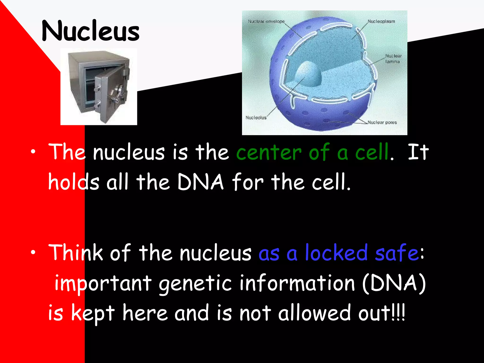 Nucleus The nucleus is the  center of a cell .  It holds all the DNA for the cell. Think of the nucleus  as a locked safe :  important genetic information (DNA) is kept here and is not allowed out!!! 