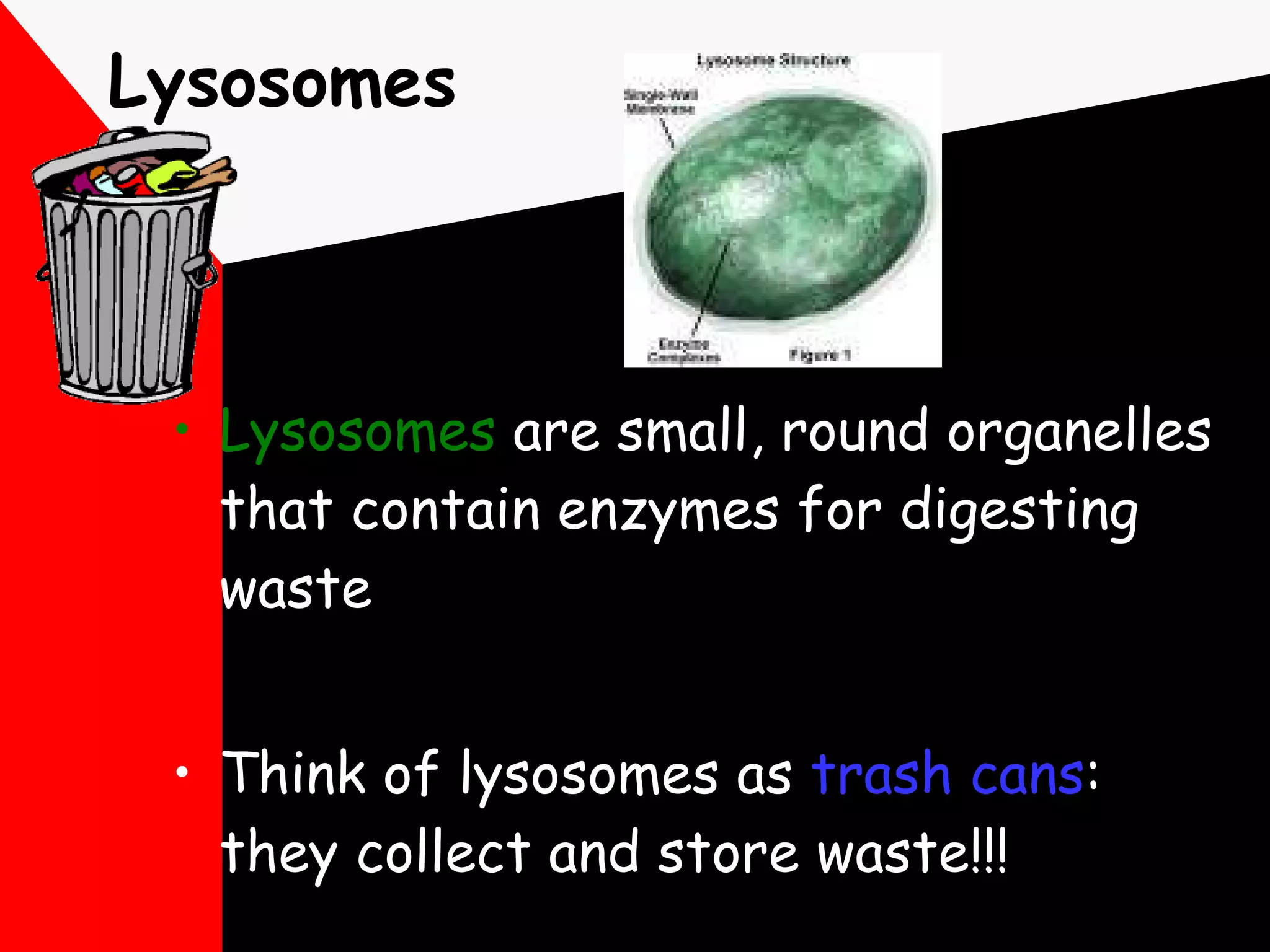 Lysosomes Lysosomes  are small, round organelles that contain enzymes for digesting waste  Think of lysosomes as  trash cans :  they collect and store waste!!! 