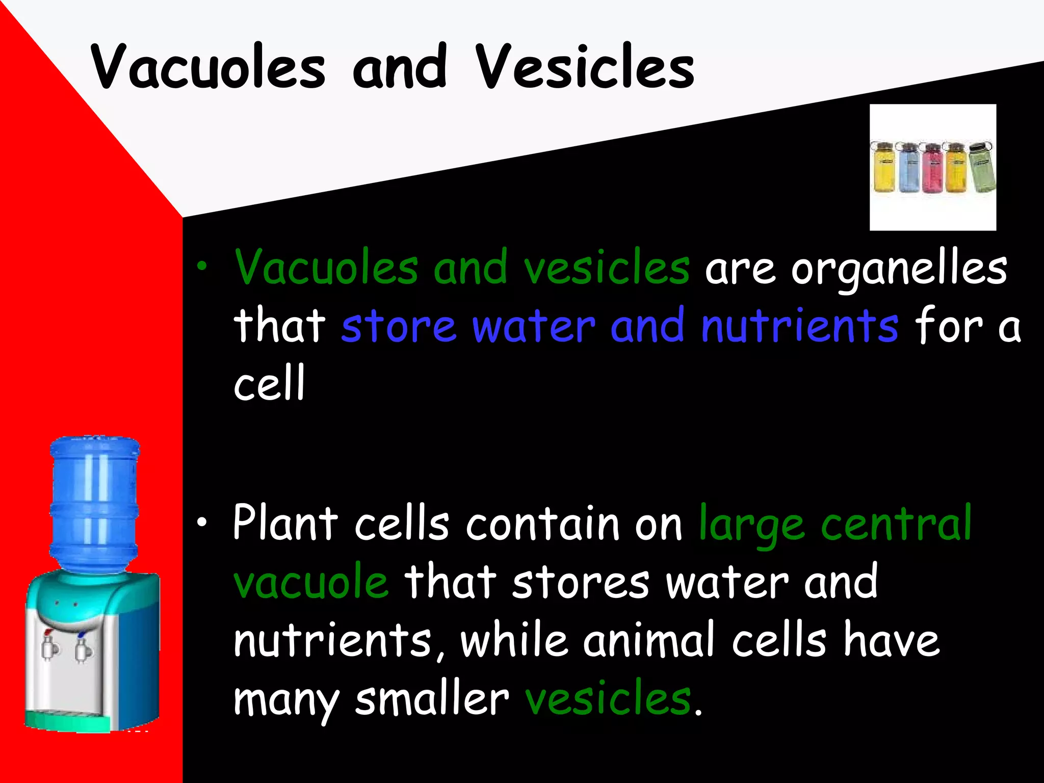 Vacuoles and Vesicles Vacuoles and vesicles  are organelles that  store water and nutrients  for a cell Plant cells contain on  large central vacuole  that stores water and nutrients, while animal cells have many smaller  vesicles . 