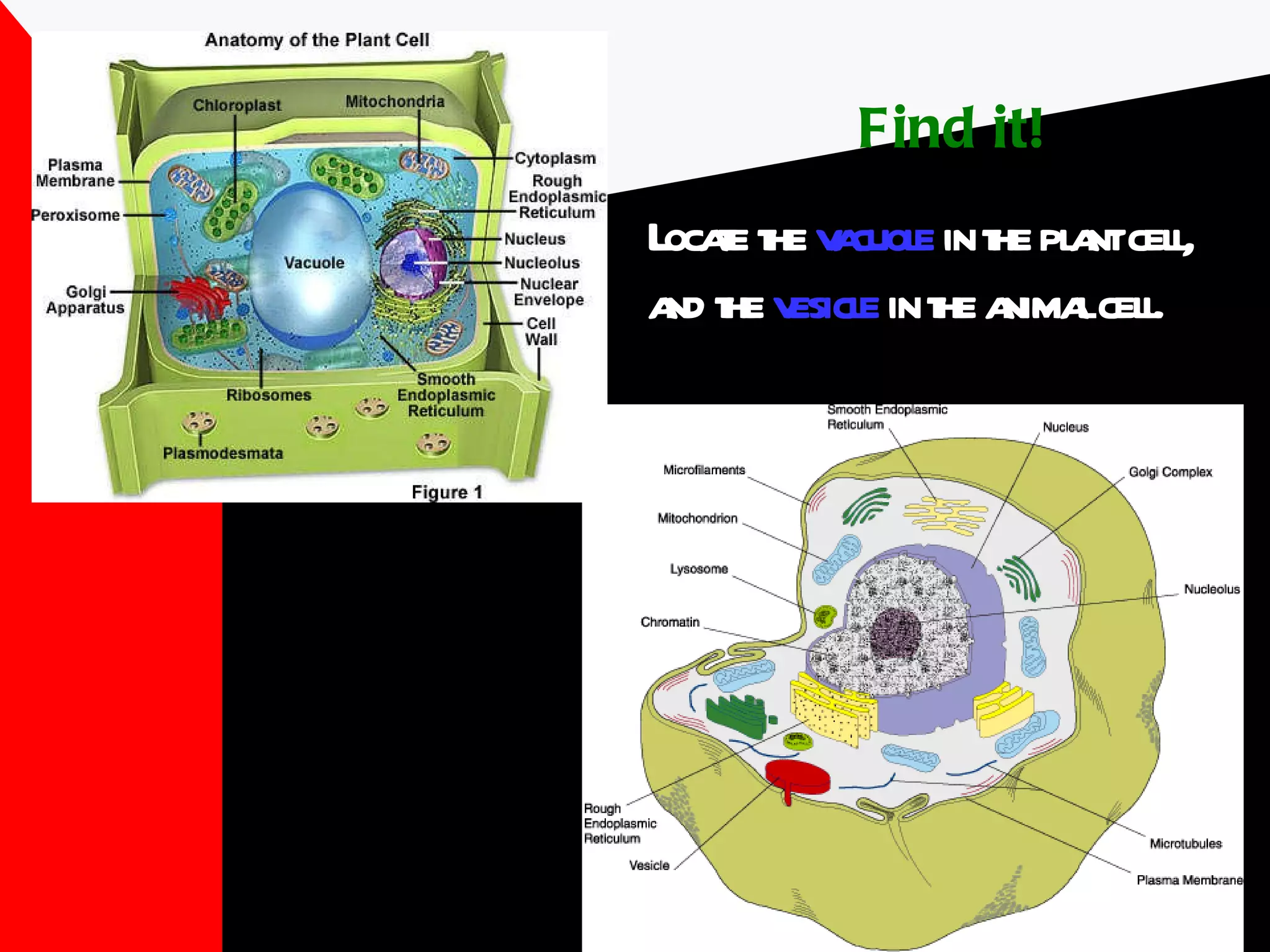 Find it! Locate the  vacuole  in the plant cell, and the  vesicle  in the animal cell. 