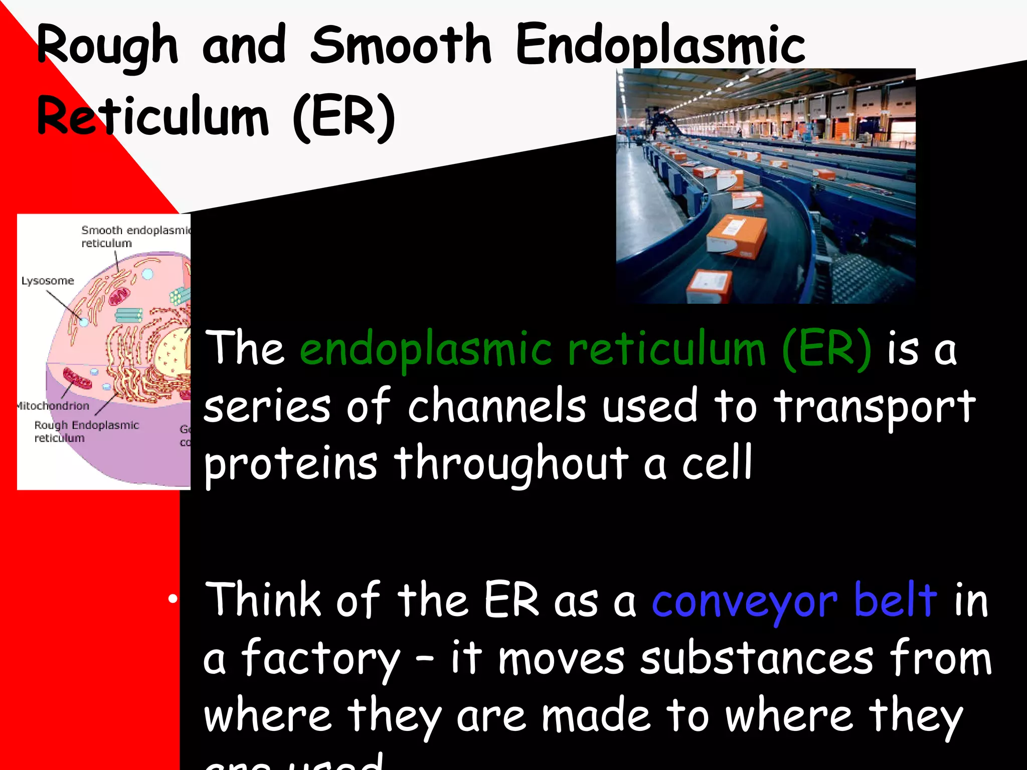 Rough and Smooth Endoplasmic Reticulum (ER) The  endoplasmic reticulum (ER)  is a series of channels used to transport proteins throughout a cell Think of the ER as a  conveyor belt  in a factory – it moves substances from where they are made to where they are used 