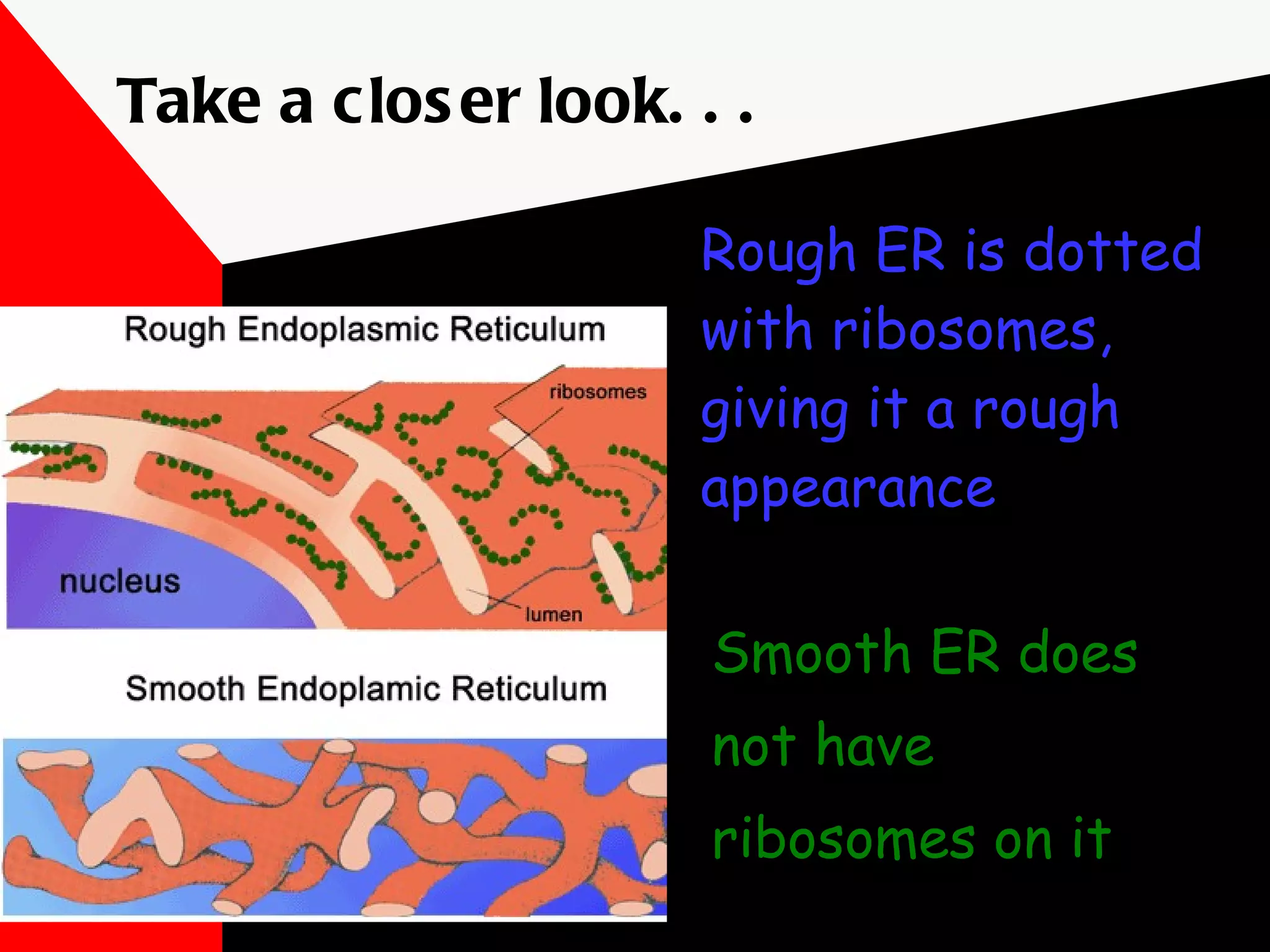Rough ER is dotted with ribosomes, giving it a rough appearance Smooth ER does not have ribosomes on it Take a closer look. . . 