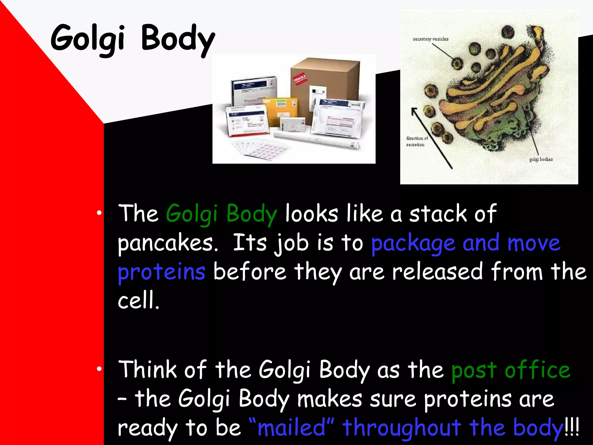 Golgi Body The  Golgi Body  looks like a stack of pancakes.  Its job is to  package and move proteins  before they are released from the cell. Think of the Golgi Body as the  post office  – the Golgi Body makes sure proteins are ready to be  “mailed” throughout the body !!! 