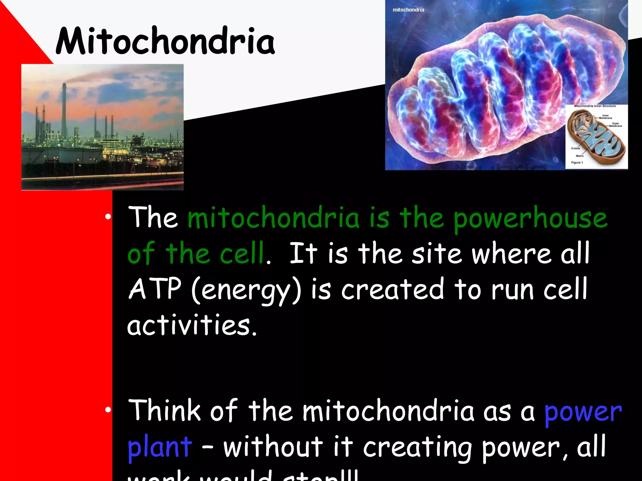 Mitochondria The  mitochondria is the powerhouse of the cell .  It is the site where all ATP (energy) is created to run cell activities. Think of the mitochondria as a  power plant  – without it creating power, all work would stop!!! 