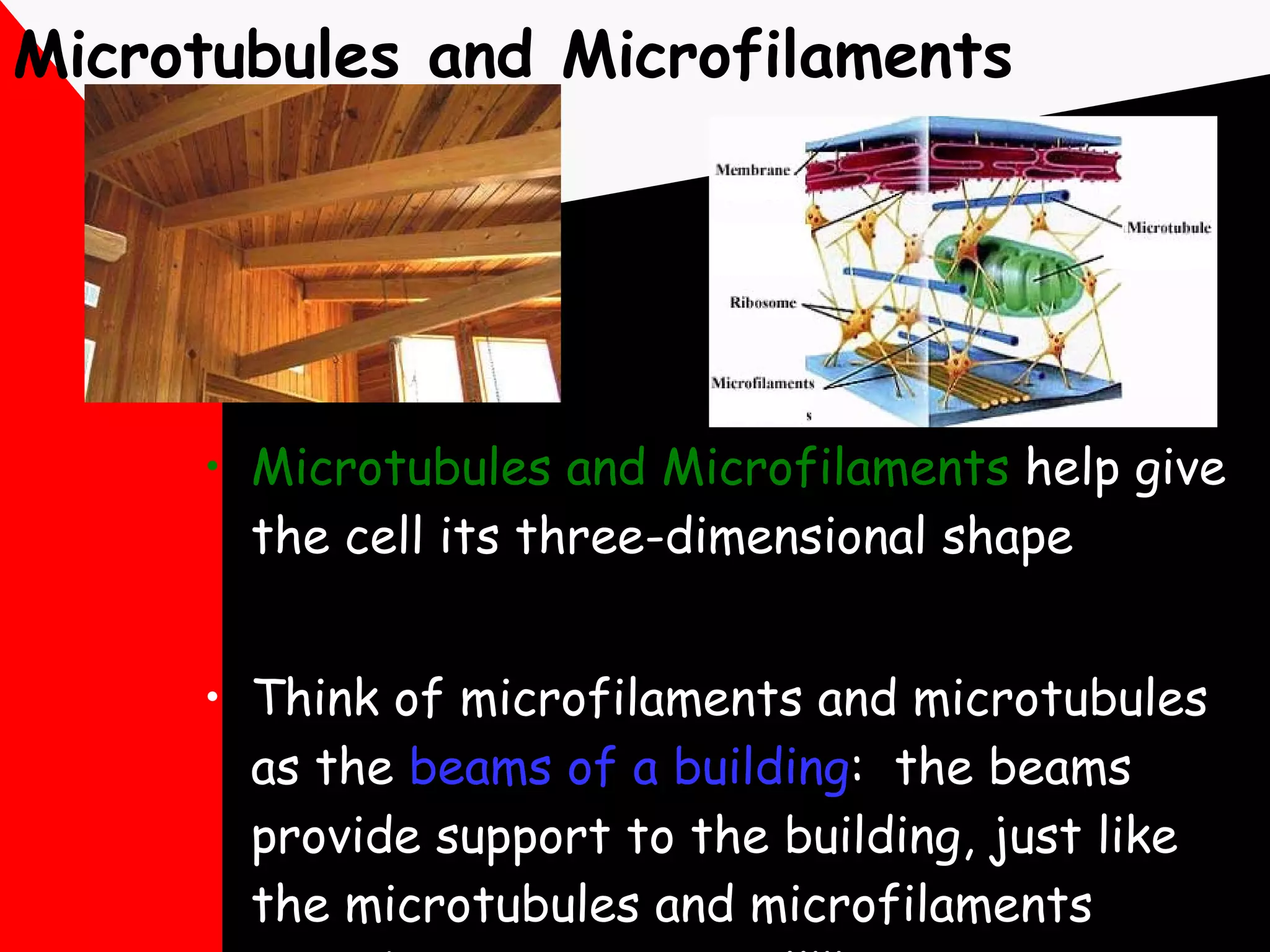 Microtubules and Microfilaments Microtubules and Microfilaments  help give the cell its three-dimensional shape Think of microfilaments and microtubules as the  beams of a building :  the beams provide support to the building, just like the microtubules and microfilaments provide support to a cell!!! 