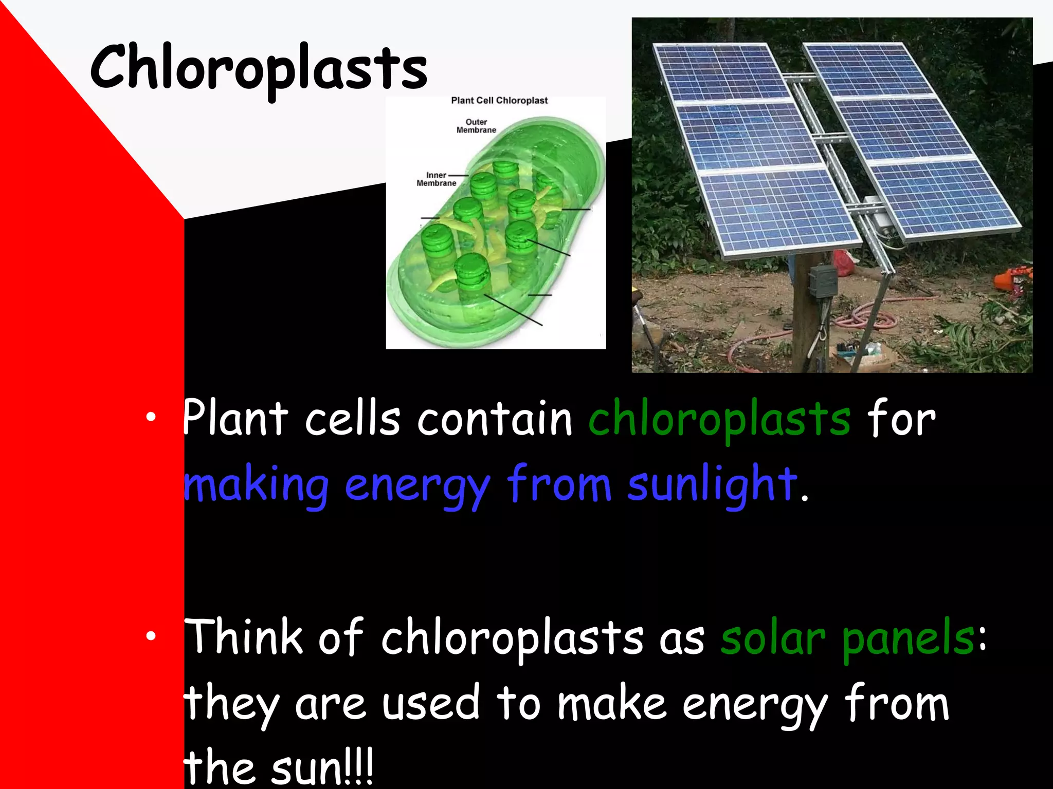 Chloroplasts Plant cells contain  chloroplasts  for  making energy from sunlight . Think of chloroplasts as  solar panels :  they are used to make energy from the sun!!! 