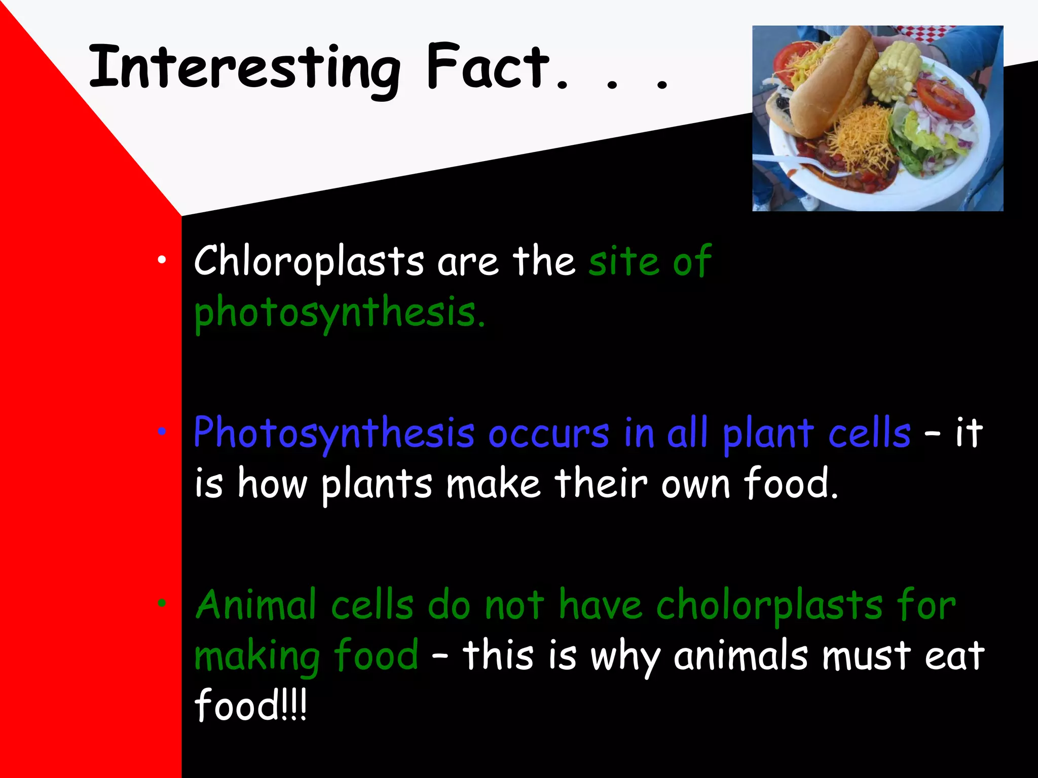 Interesting Fact. . . Chloroplasts are the  site of photosynthesis. Photosynthesis occurs in all plant cells  – it is how plants make their own food. Animal cells do not have cholorplasts for making food  – this is why animals must eat food!!! 