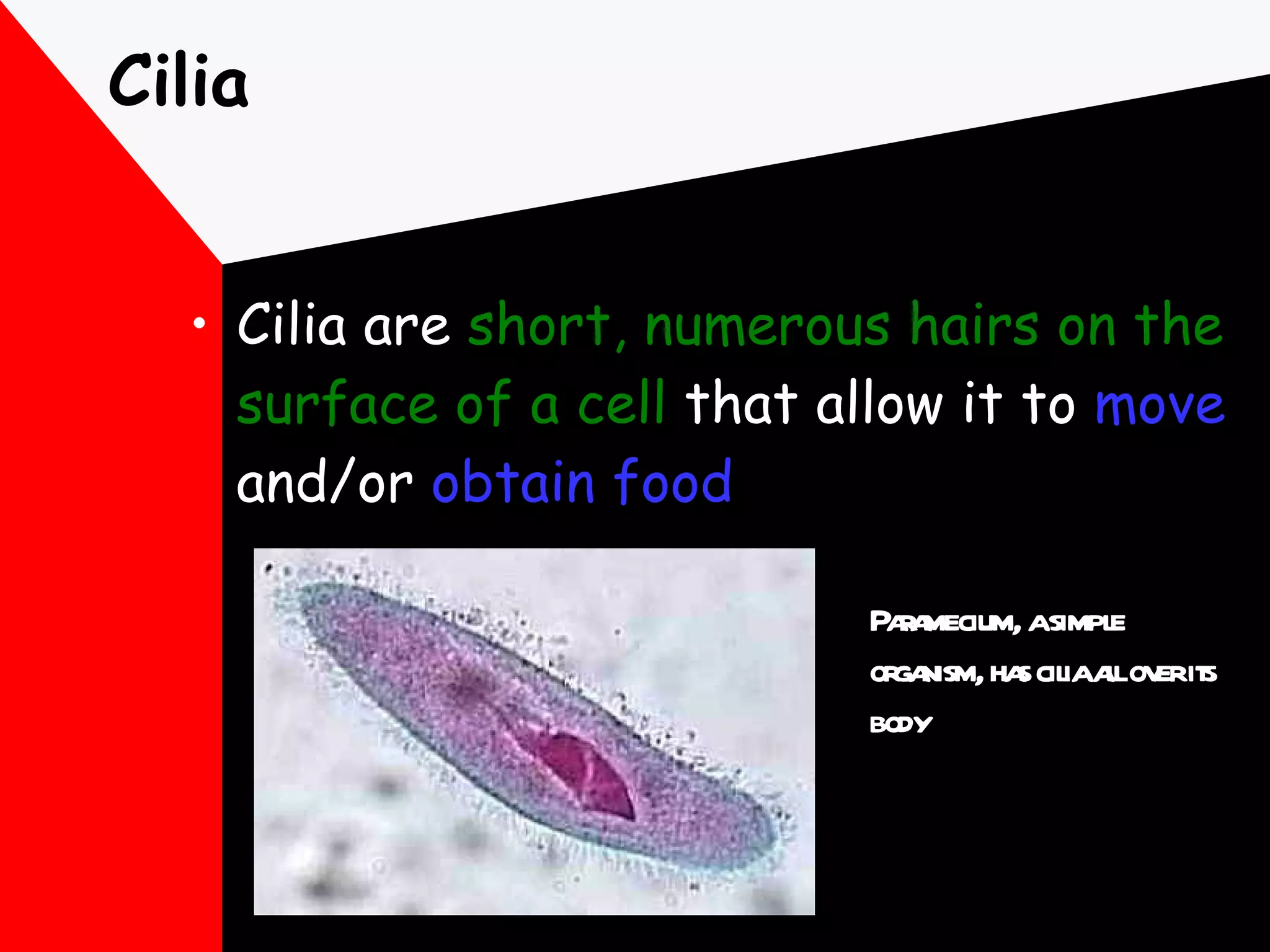 Cilia Cilia are  short, numerous hairs on the surface of a cell  that allow it to  move  and/or  obtain food Paramecium, a simple organism, has cilia all over its body 
