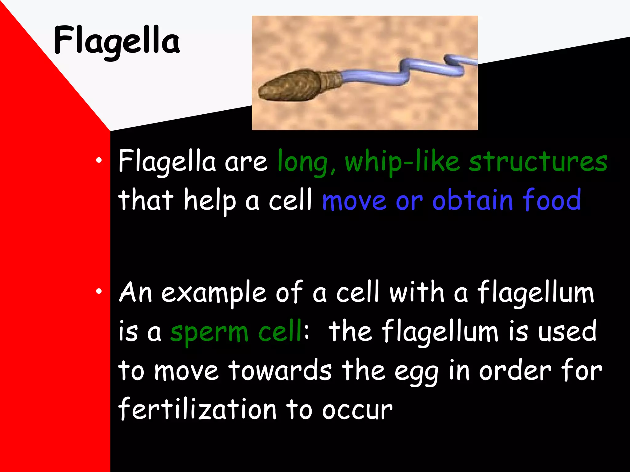 Flagella Flagella are  long, whip-like structures  that help a cell  move or obtain food An example of a cell with a flagellum is a  sperm cell :  the flagellum is used to move towards the egg in order for fertilization to occur 